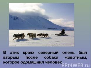 В этих краях северный олень был вторым после собаки животным, которое одомашнил