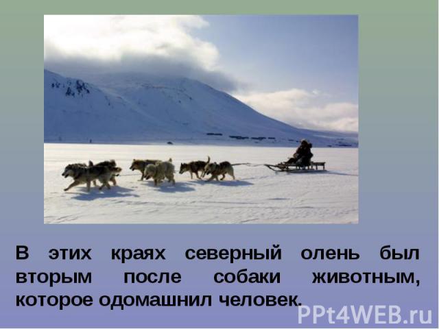 В этих краях северный олень был вторым после собаки животным, которое одомашнил человек.