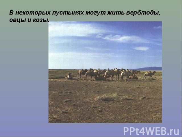 В некоторых пустынях могут жить верблюды, овцы и козы.