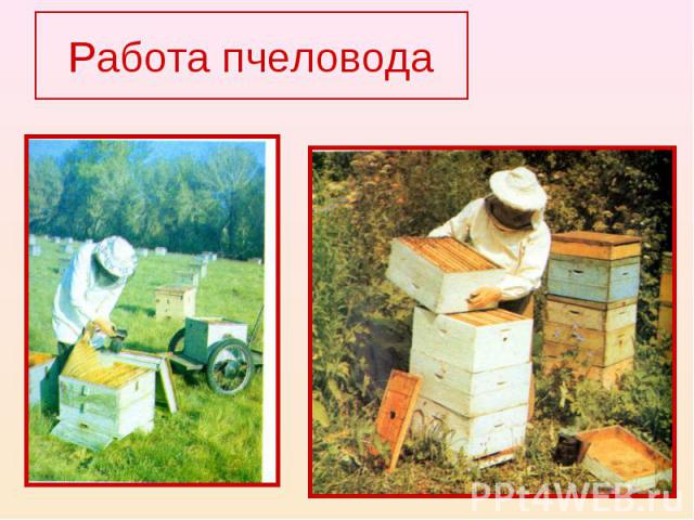 Работа пчеловода