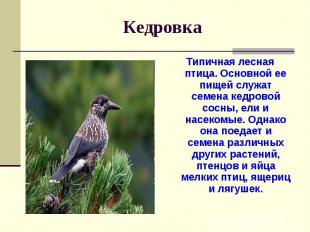 Кедровка Типичная лесная птица. Основной ее пищей служат семена кедровой сосны,