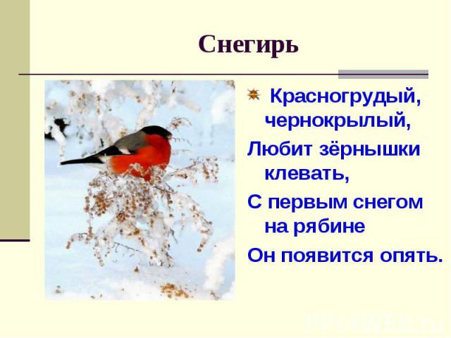 Снегирь Красногрудый, чернокрылый,Любит зёрнышки клевать,С первым снегом на рябинеОн появится опять.