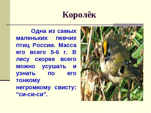Королёк Одна из самых маленьких певчих птиц России. Масса его всего 5-6 г. В лесу скорее всего можно усушать и узнать по его тонкому негромкому свисту: 
