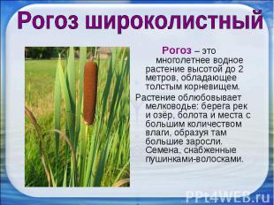 Рогоз широколистный Рогоз – это многолетнее водное растение высотой до 2 метров,