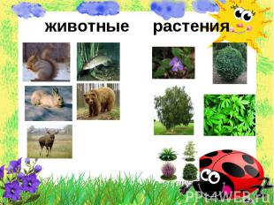 животные растения