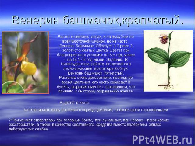 Венерин башмачок,крапчатый.Растет в светлых лесах, и на вырубках по всей Восточной Сибири, но не часто .Венерин башмачок. Образует 1-2 реже 3 золотисто-желтых цветка. Цветет при благроприятных условиях на 6-8 год, менее – на 15-17-й год жизни. Эндем…