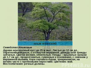 Семейство ИльмовыеДерево или крупный куст до 25 м выс. Листья до 12 см дл., обра