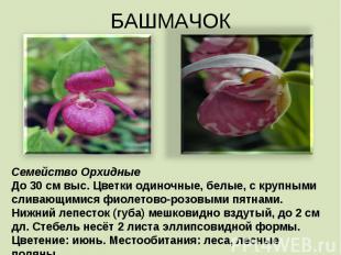 БАШМАЧОК Семейство Орхидные До 30 см выс. Цветки одиночные, белые, с крупными сл