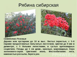 Рябина сибирская Семейство Розовые Дерево или кустарник до 10 м выс. Листья пери