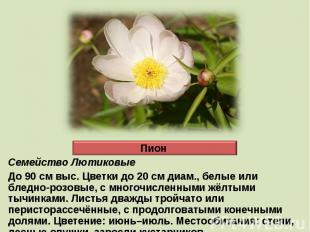 Семейство ЛютиковыеДо 90 см выс. Цветки до 20 см диам., белые или бледно-розовые