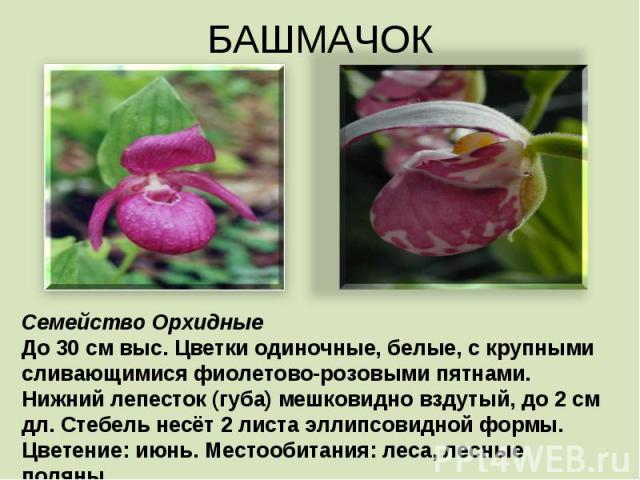 БАШМАЧОК Семейство Орхидные До 30 см выс. Цветки одиночные, белые, с крупными сливающимися фиолетово-розовыми пятнами. Нижний лепесток (губа) мешковидно вздутый, до 2 см дл. Стебель несёт 2 листа эллипсовидной формы. Цветение: июнь. Местообитания: л…