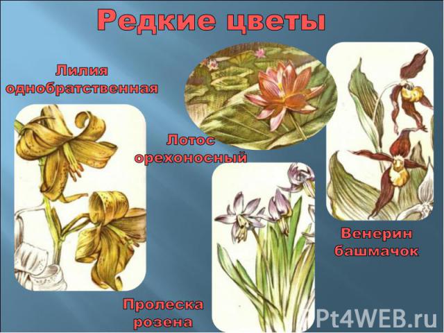 Редкие цветы ЛилияоднобратственнаяЛотосорехоносныйВенеринбашмачокПролескарозена