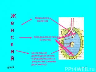ЖенскийЯйцеклетка (1клетка)Зародышевый мешок (5 клеток)Центральнаядиплоидная кле