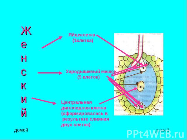 ЖенскийЯйцеклетка (1клетка)Зародышевый мешок (5 клеток)Центральнаядиплоидная клетка(сформировалась в результате слияния двух клеток)