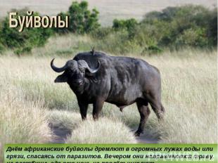 БуйволыДнём африканские буйволы дремлют в огромных лужах воды или грязи, спасаяс