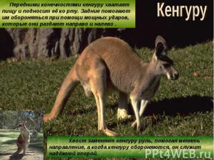 Кенгуру Передними конечностями кенгуру хватает пищу и подносит её ко рту. Задние
