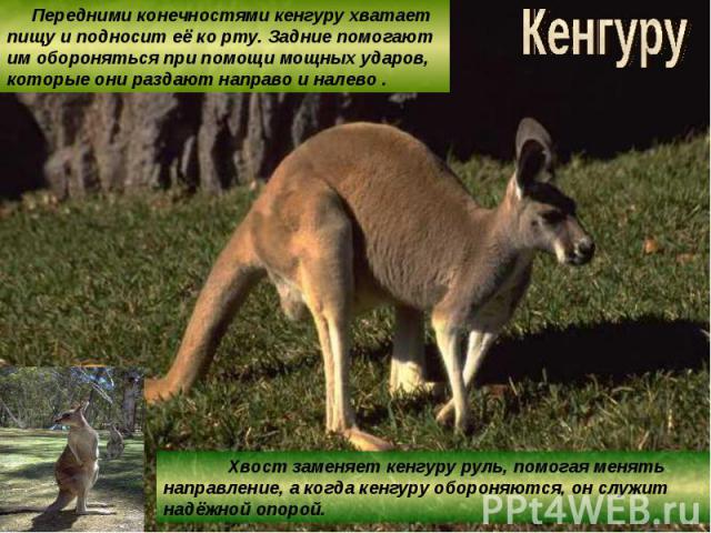 Кенгуру Передними конечностями кенгуру хватает пищу и подносит её ко рту. Задние помогают им обороняться при помощи мощных ударов, которые они раздают направо и налево . Хвост заменяет кенгуру руль, помогая менять направление, а когда кенгуру оборон…