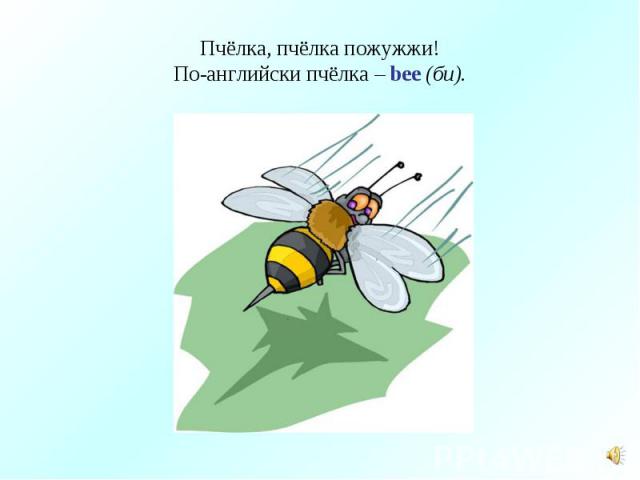 Пчёлка, пчёлка пожужжи!По-английски пчёлка – bee (би).