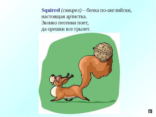 Squirrel (сквирел) – белка по-английски,настоящая артистка.Звонко песенки поет,да орешки все грызет.