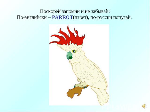 Поскорей запомни и не забывай!По-английски – PARROT(пэрет), по-русски попугай.