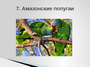 7. Амазонские попугаи