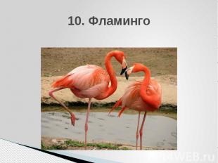 10. Фламинго