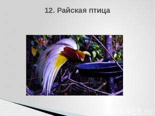 12. Райская птица