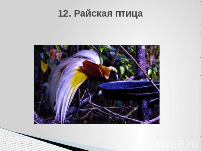 12. Райская птица