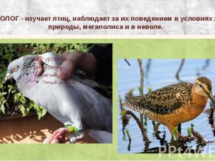 ОРНИТОЛОГ - изучает птиц, наблюдает за их поведением в условиях живой природы, м