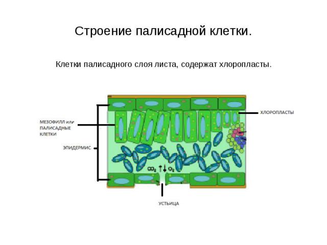 Клетки палисадного слоя листа, содержат хлоропласты. Клетки палисадного слоя листа, содержат хлоропласты.