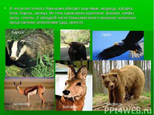 В лесах восточного Наньшаня обитают куку-яман, медведь, кабарга, волк, барсук, л