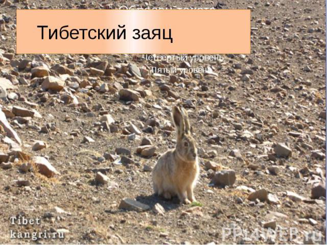 Тибетский заяц
