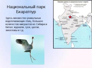 Национальный парк Бхаратпур Здесь множество уникальных водоплавающих птиц, больш