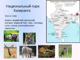 Национальный парк Казиранга Луга и топи. Фауна: индийский однорогий носорог, вод