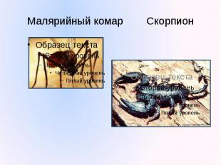 Малярийный комар Скорпион