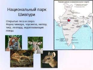 Национальный парк Шивпури Открытые леса и озеро. Фауна:чинкара, чоусингха, нилга