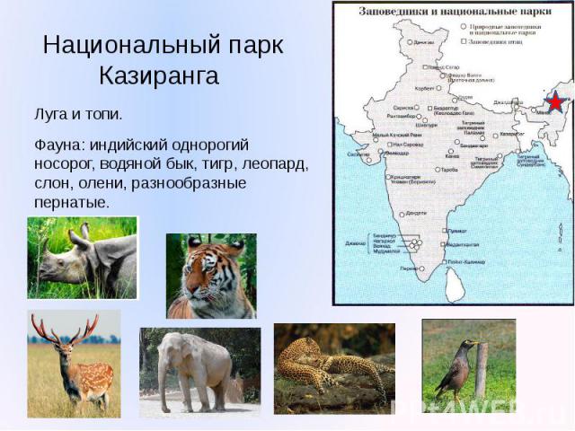 Национальный парк Казиранга Луга и топи. Фауна: индийский однорогий носорог, водяной бык, тигр, леопард, слон, олени, разнообразные пернатые.