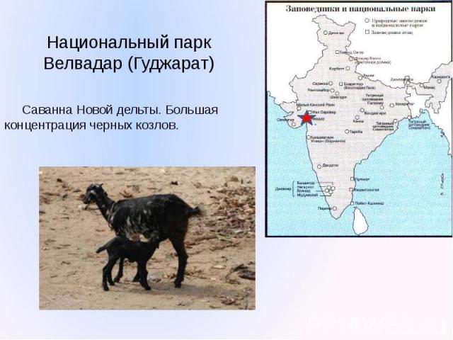 Национальный парк Велвадар (Гуджарат) Саванна Новой дельты. Большая концентрация черных козлов.