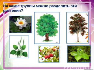 На какие группы можно разделить эти растения? На какие группы можно разделить эт
