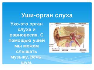 Уши-орган слухаУхо-это орган слуха и равновесия. С помощью ушей мы можем слышать