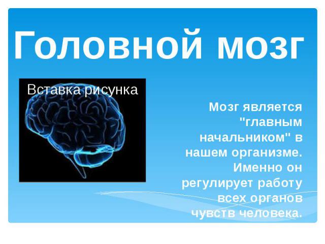 Головной мозгМозг является "главным начальником" в нашем организме. Именно он регулирует работу всех органов чувств человека.