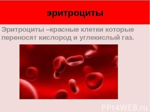 эритроцитыЭритроциты –красные клетки которые переносят кислород и углекислый газ