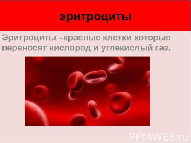 эритроцитыЭритроциты –красные клетки которые переносят кислород и углекислый газ.