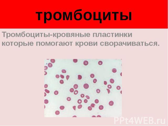 тромбоцитыТромбоциты-кровяные пластинки которые помогают крови сворачиваться.