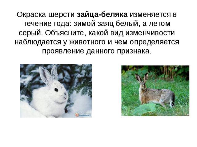 Окраска шерсти зайца-беляка изменяется в течение года: зимой заяц белый, а летом серый. Объясните, какой вид изменчивости наблюдается у животного и чем определяется проявление данного признака.