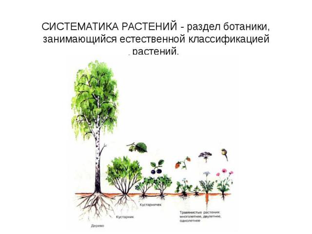 СИСТЕМАТИКА РАСТЕНИЙ - раздел ботаники, занимающийся естественной классификацией растений.