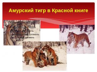 Амурский тигр в Красной книге