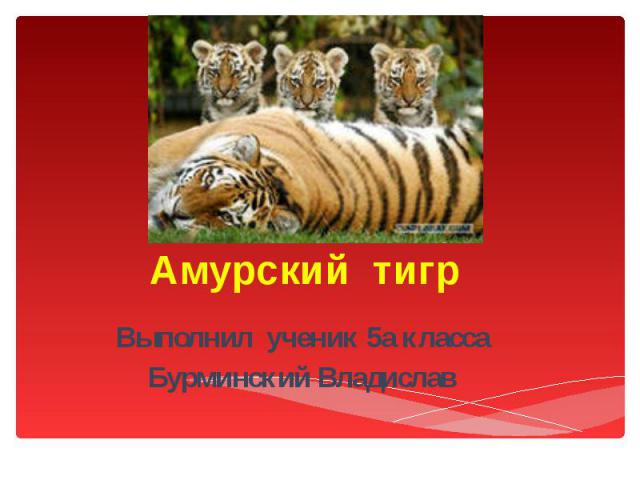Амурский тигр Выполнил ученик 5а класса Бурминский Владислав