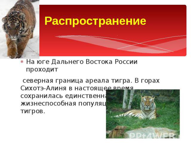 Распространение На юге Дальнего Востока России проходит северная граница ареала тигра. В горах Сихотэ-Алиня в настоящее время сохранилась единственная в мире жизнеспособная популяция амурских тигров.