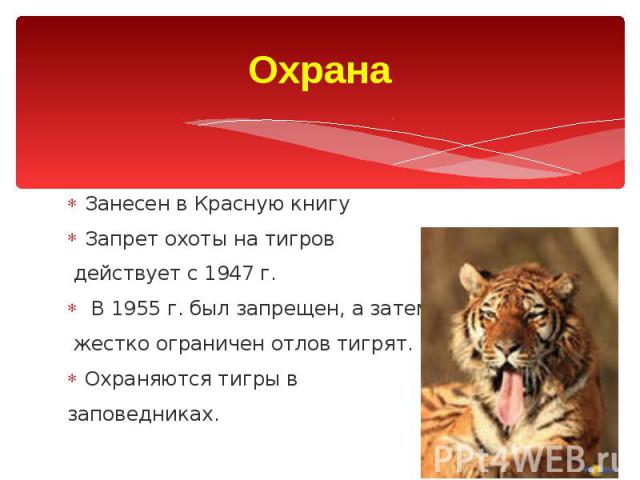 Охрана Занесен в Красную книгу Запрет охоты на тигров действует с 1947 г. В 1955 г. был запрещен, а затем жестко ограничен отлов тигрят. Охраняются тигры в заповедниках.